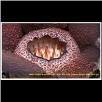 12327 025 Poring Rafflesia Malaysia 2006 Sabah.jpg